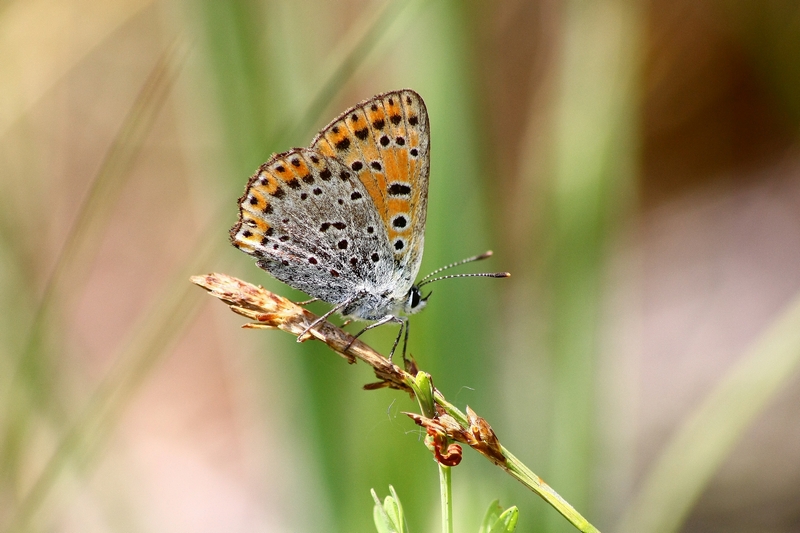 Lycaena ?